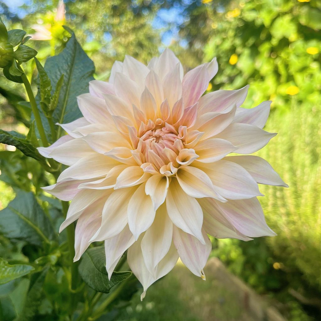dahlia seeds cafe au lait Dahlia Cafe au Lait